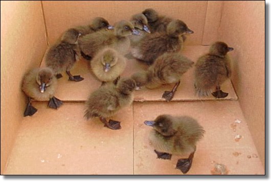 Little Duckies