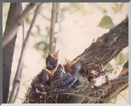 Baby robins